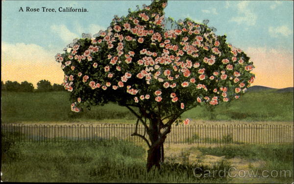 A Rose Tree, California Trees