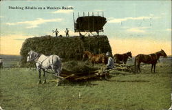 Stacking Alfalfa on a Western Ranch Postcard