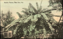 Banana Garden Plant City, FL Postcard Postcard