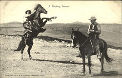 A Pitching Bronco Postcard