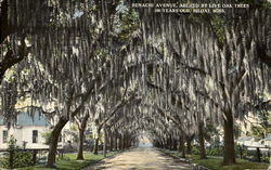 Benachi Avenue Postcard