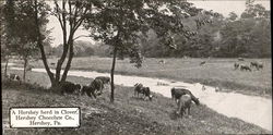 A Hershey Herd In Clover Hershey Chocolate Co. Postcard