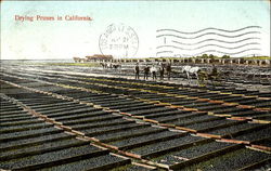 Drying Prunes In California Postcard