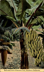 Bud And Fruit Of Banana Tree California Postcard