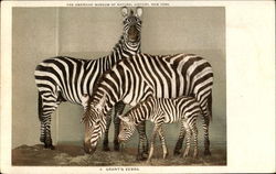 Grant's Zebra Postcard