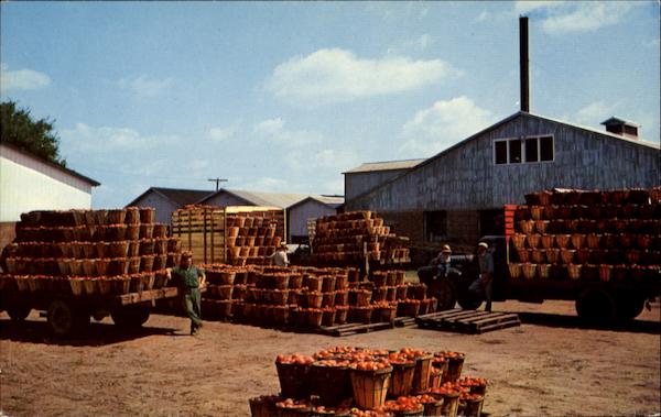Tomato Canning On Maryland's Eastern Shore