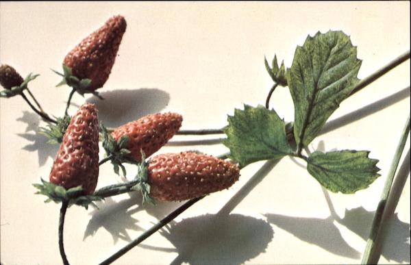 Fragaria Vesca L. Var Strawberry Fruit