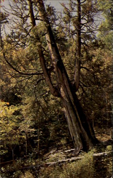 Arbor Vitae Tree Trees