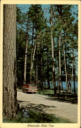 Minnesota State Tree Scenic, MN Postcard Postcard