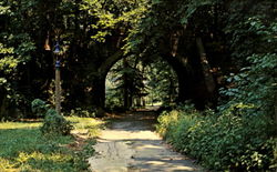 Footpath Along Brandywine Creek Postcard