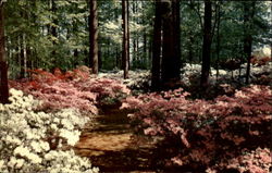 Winterthur Gardens Delaware Postcard Postcard