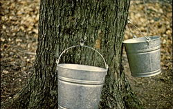 Maple Syrup Collection Thurmont, MD Trees Postcard Postcard