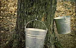 Maple Syrup Collection Postcard
