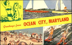 Greetings From Ocean City Maryland Postcard Postcard