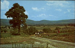 Blue Ridge Mountain Scene Postcard