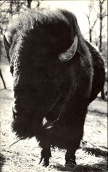 Circle M Zoo Postcard