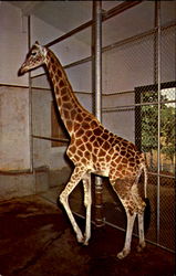 Circle M Zoo, U. S. Hwy. 58 Postcard