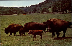 Circle M Zoo, U. S. Hwy. 58 Stuart, VA Postcard Postcard