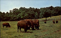 Circle M Zoo, U. S. Hwy. 58 Postcard