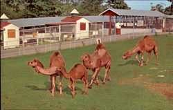 Circle M Zoo, U. S. Hwy. 58 Stuart, VA Postcard Postcard