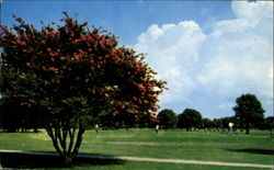 Municipal Golf Course Ocean View, VA Postcard Postcard