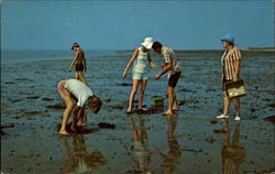 Clamming In Famous Tom's Cove Postcard