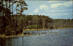 The Maryland Delaware And Virginia Coasts Postcard