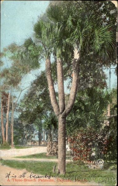 A Three Branch Palmetto Daytona Beach Florida