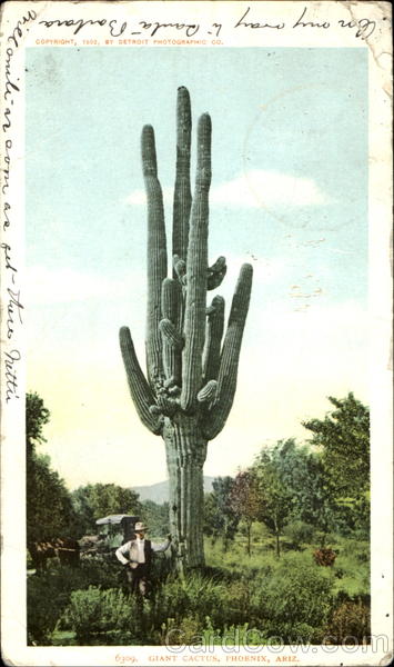 Giant Cactus Phoenix Arizona