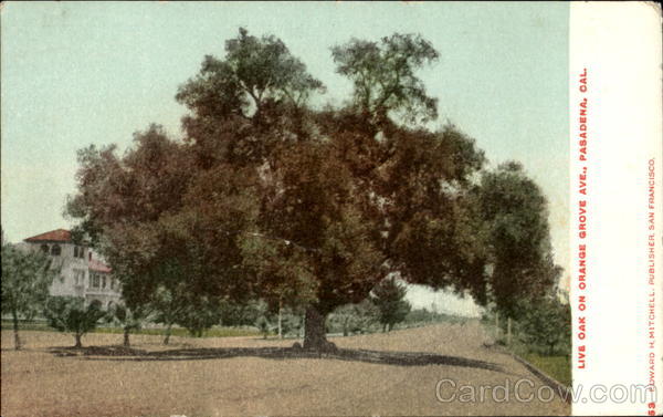 Live Oak On Orange Grove Ave. Pasadena California