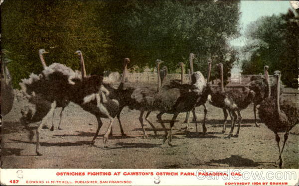 Ostriches Fighting At Cawston's Ostrich Farm Pasadena California