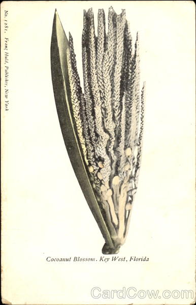 Cocoanut Blossom Key West Florida