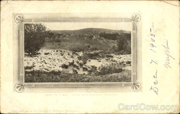 Sheep At Water Billings Montana