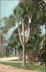 A Three Branch Palmetto Daytona Beach, FL Postcard Postcard