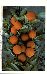 A Cluster Of Orange Postcard