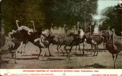 Ostriches Fighting At Cawston's Ostrich Farm Postcard