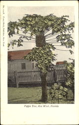 Pappa Tree Key West, FL Postcard Postcard