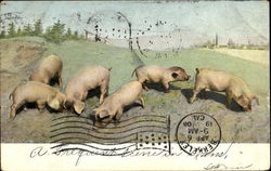 Pigs Postcard