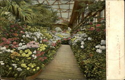 Chrysanthemum Display Horticultural Hall Postcard