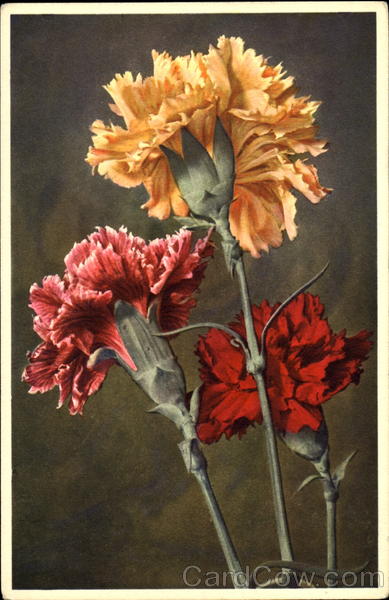 Dianthus Caryophyllus L Thor E. Gyger Flowers