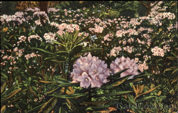 Rhododendron And Laurel Flowers