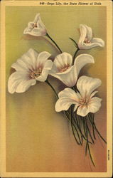 Sego Lily Postcard