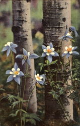 Colorado Columbines Flowers Postcard Postcard