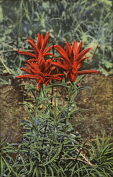 Indian Paintbrush Postcard