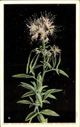 Rocky Mt. Bee Plant, Yellowstone Park Postcard