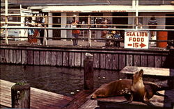 The Sea Lion Pen Postcard