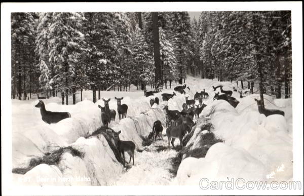 Deer In North Idaho Ross Hall