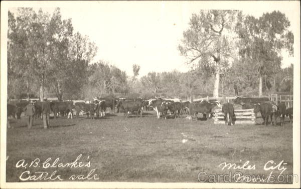 A. B. Clarke's Cattle Sale Miles City Montana