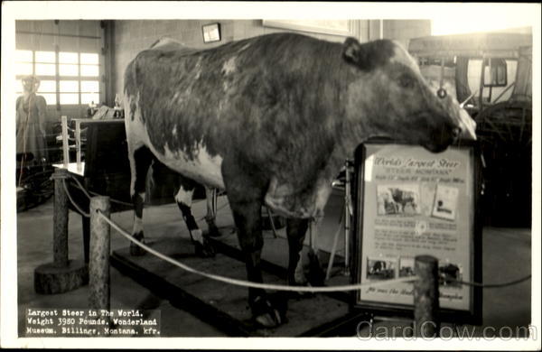Largest Steer In The World Billings Montana