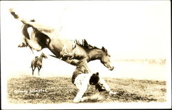 Calgary Stampede Rodeos Postcard Postcard